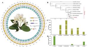 How a single gene shapes the floral elegance of the “April Snow” tree