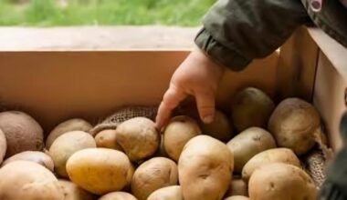 France: Potato growers give away their produce due to price freezes