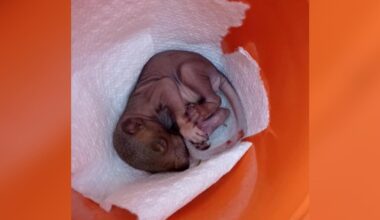 Woman Finds Tiny, Pink Baby In Yard — Then Holds Her Breath For A Miracle