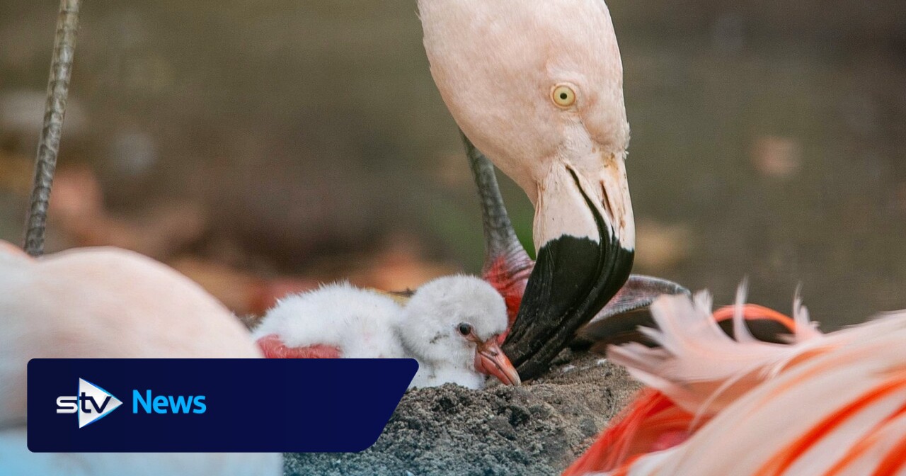 Edinburgh Zoo welcomes first baby flamingo in almost a decade