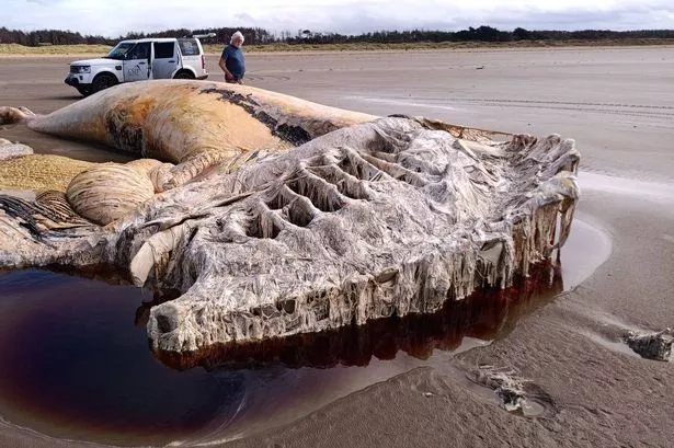 The whale's head measured 16ft long by 8ft across