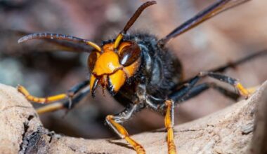 Wildlife experts fear Asian hornet ‘piggybacked’ to Ireland on ferry from Continent