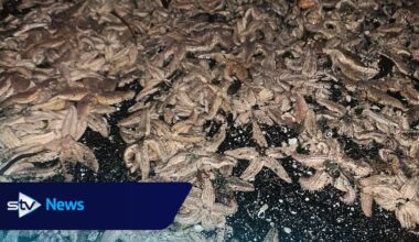 'Starfish apocalypse': Thousands of sea creatures wash up on Scots beach
