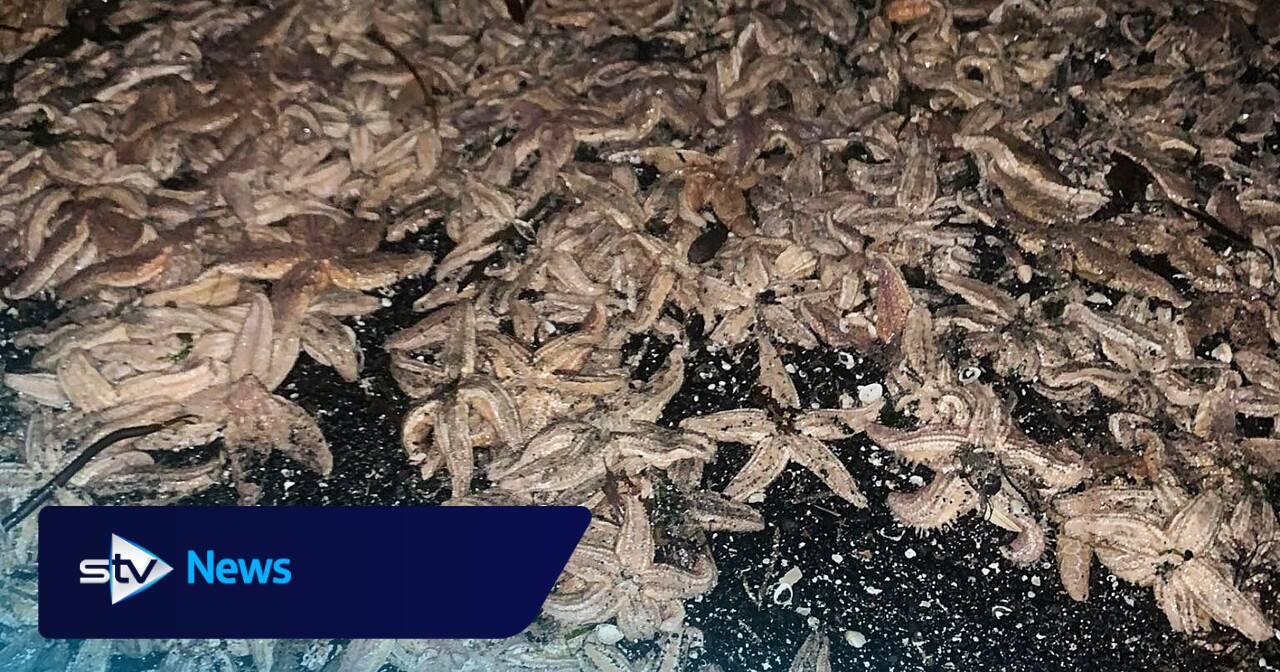 'Starfish apocalypse': Thousands of sea creatures wash up on Scots beach