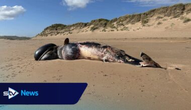 Dead whale washes up on Balmedie Beach after becoming entangled in fishing ropes
