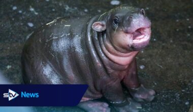 Scotland's baby pygmy hippo Haggis to leave Edinburgh Zoo