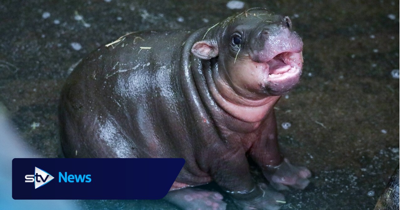 Scotland's baby pygmy hippo Haggis to leave Edinburgh Zoo
