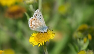 "Winding paths through a mosaic of habitats": Nature recovery at Shire Brook Valley