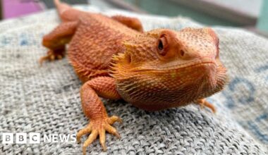 'Much-loved' bearded dragon stolen from Sheffield urban farm