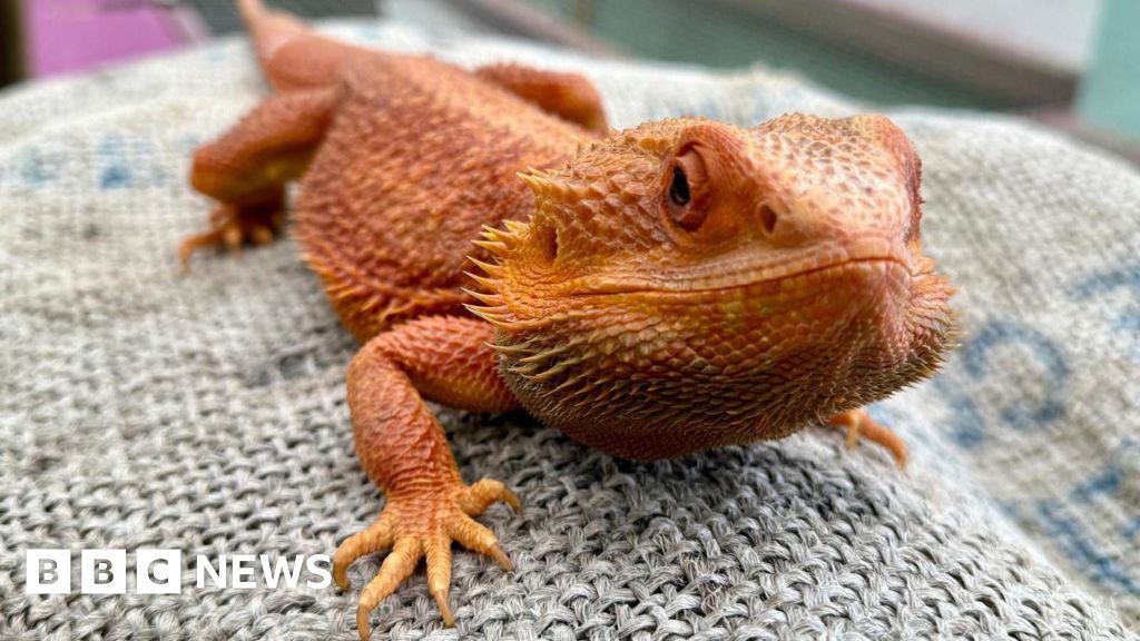 'Much-loved' bearded dragon stolen from Sheffield urban farm