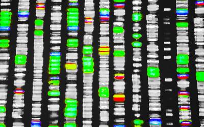 How Micronutrient Shortages Changed Human DNA