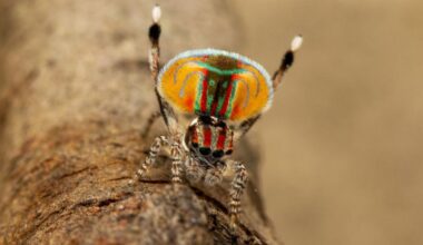 This spider is on a branch with two legs in the air. It has a bright orange abdomen with green and red markings