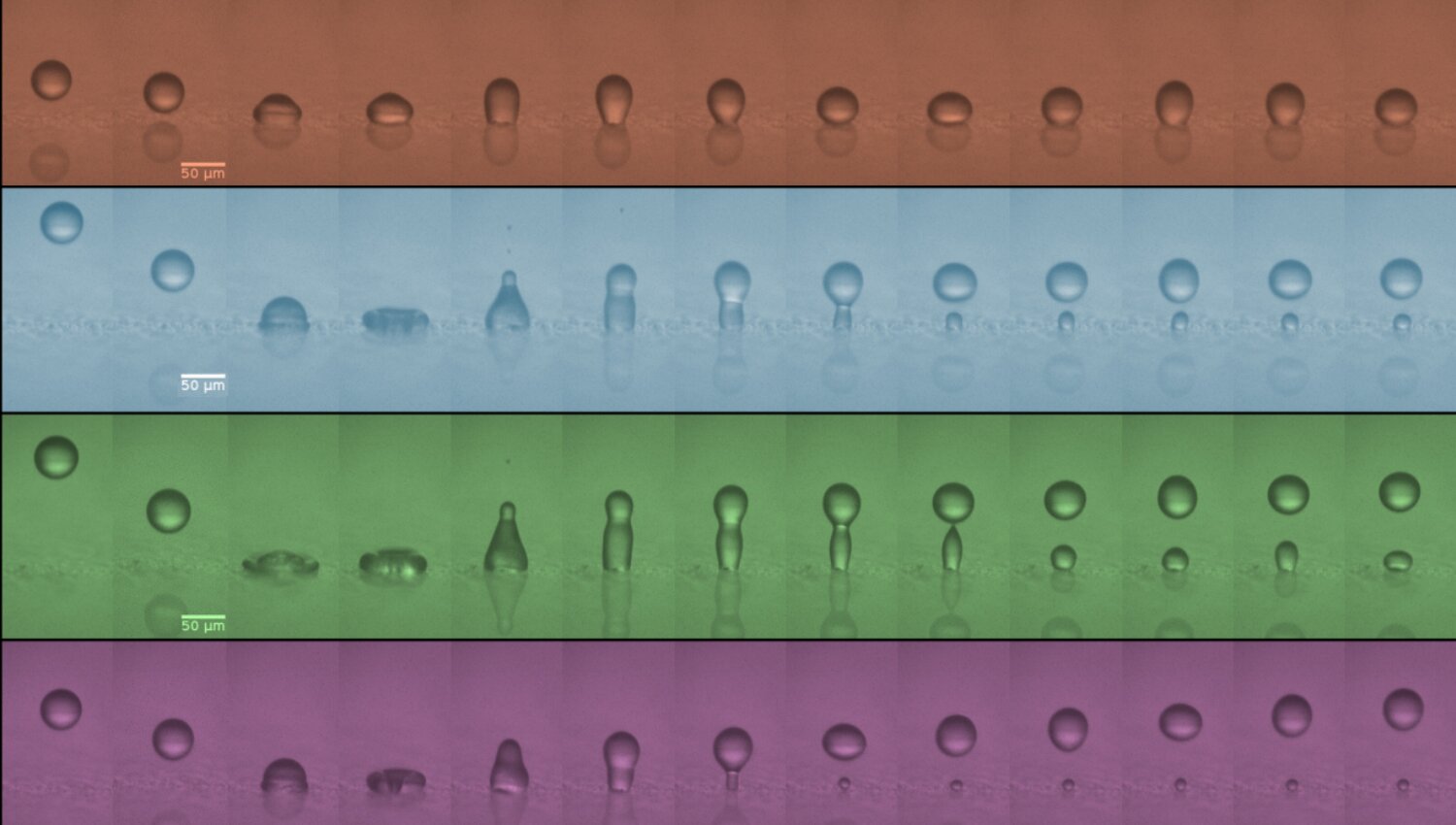 The physics of speed and size