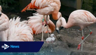 Watch Edinburgh Zoo's first baby flamingo in almost a decade takes first steps 