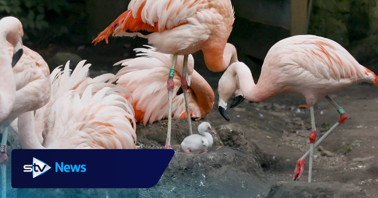 Watch Edinburgh Zoo's first baby flamingo in almost a decade takes first steps 