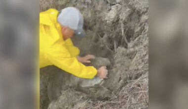 Rescuers Race Against Time To Save A Giant Animal Buried Alive On The Beach