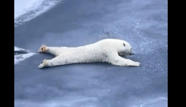 Polar bear slides across delicate ice sheet, internet hails its clever move: ‘Animals are way smarter’