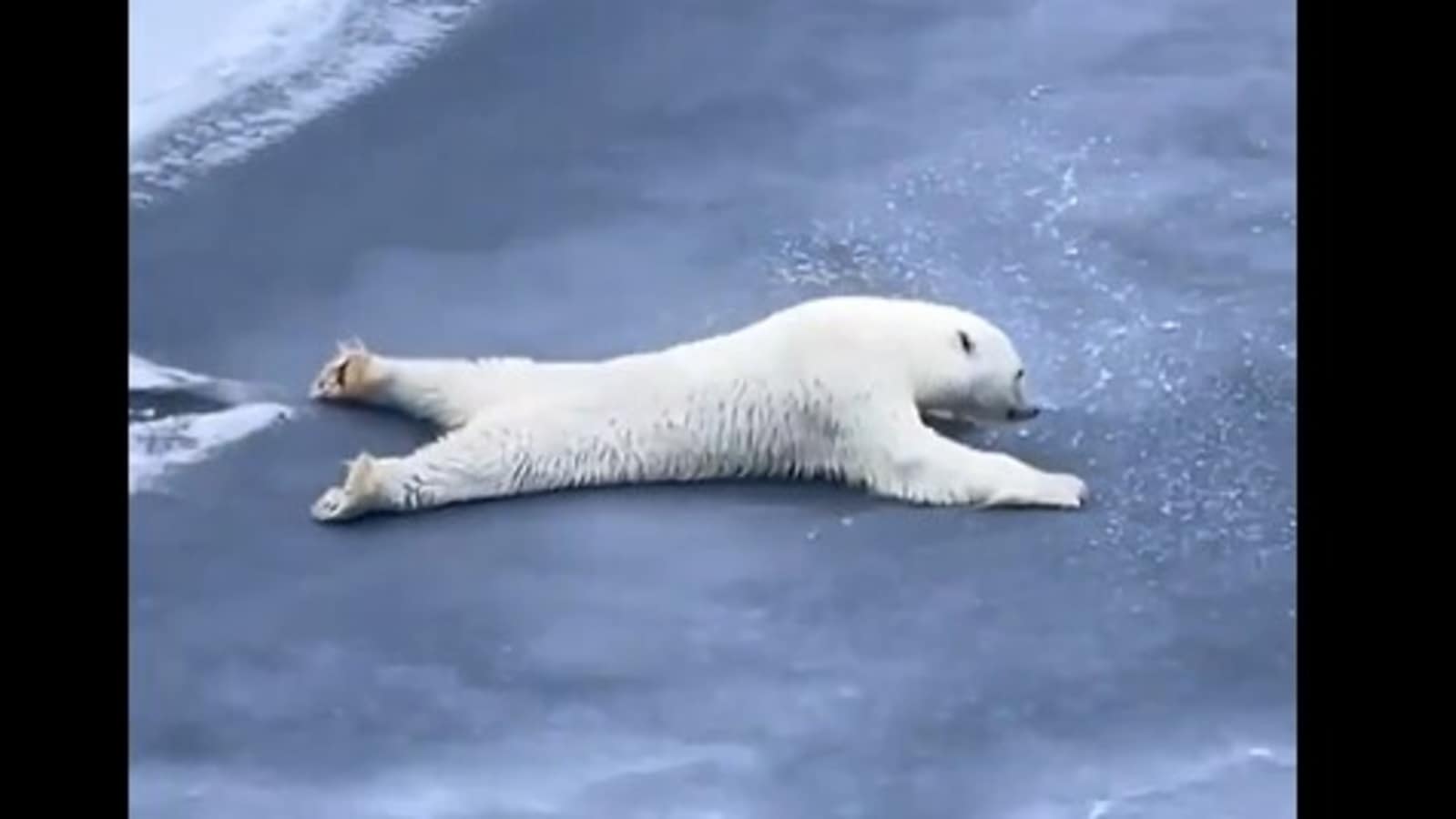 Polar bear slides across delicate ice sheet, internet hails its clever move: ‘Animals are way smarter’
