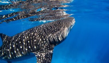 First Recorded Spinal Deformation In A Whale Shark