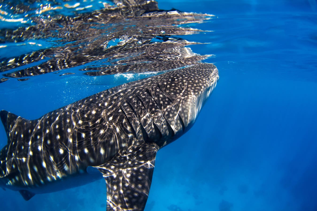 First Recorded Spinal Deformation In A Whale Shark