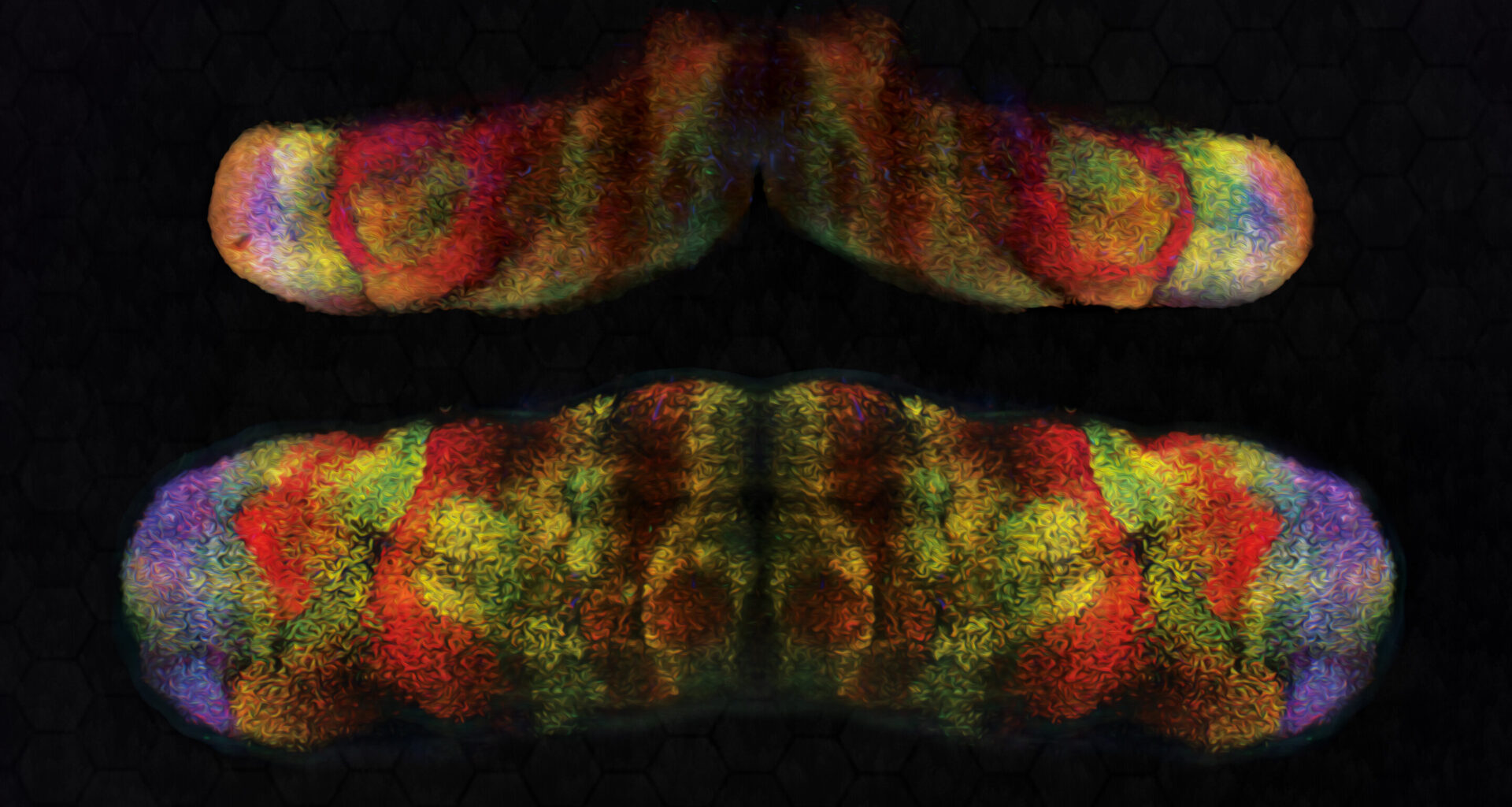 Genetic deletion in cerebellum impedes hemisphere formation, study finds