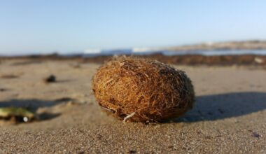 Weird balls are coming from the ocean – and they might save it