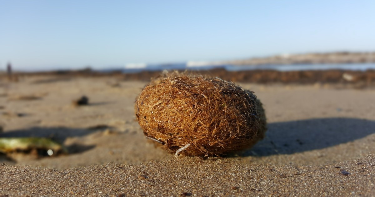 Weird balls are coming from the ocean – and they might save it