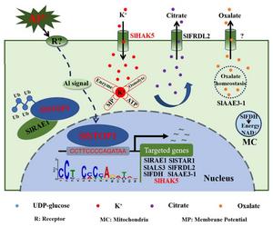 Decoding tomato’s genetic defense against aluminum toxicity