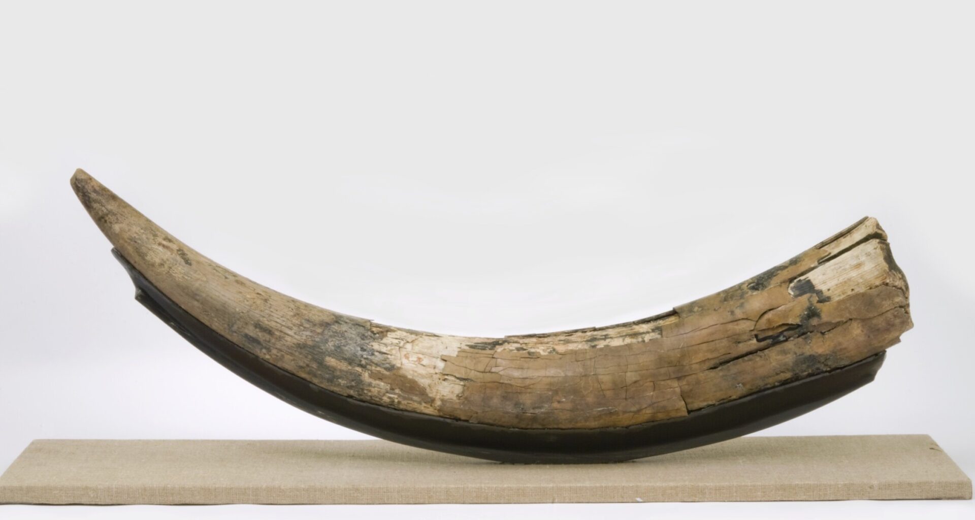 Ancient DNA reveals deeply complex Mastodon family and repeated migrations driven by climate change