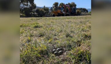 Rescuers Halt Bulldozers When They Notice Mysterious Eggs Near Construction Site