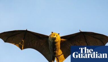 Scientists fear this ‘cute’ and ‘chonky’ flying fox could be one cyclone away from extinction | Environment