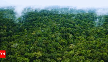 Amazon forest: The forest that connects 8 countries and houses billions of species |