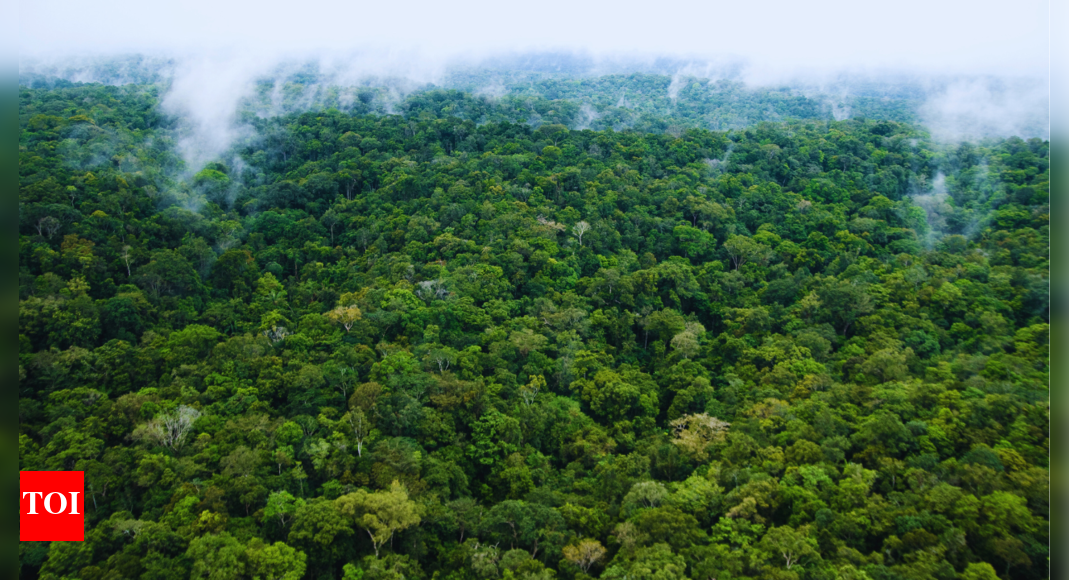 Amazon forest: The forest that connects 8 countries and houses billions of species |