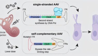Gene therapy safeguards hearing, balance in preclinical test
