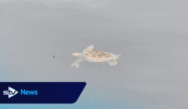 Sea turtle spotted in Isle of Bute harbour water amid fears over cold water shock