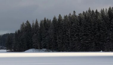 Sweden and Finland urge revision of EU's forestry climate targets