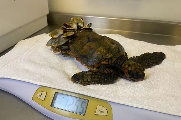 Barnacle Bill the turtle is heading home soon