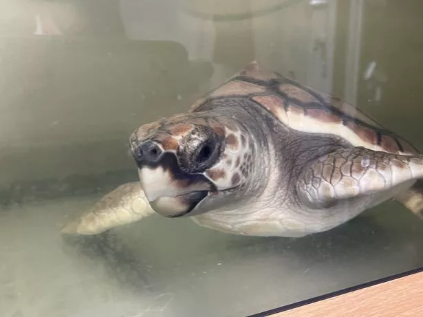 Barnacle Bill the turtle now weighs more than 13kg compared to under 1kg when rescued