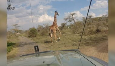Rescuers Notice Something Off About Giraffe's Foot — Then Realize She's In Danger