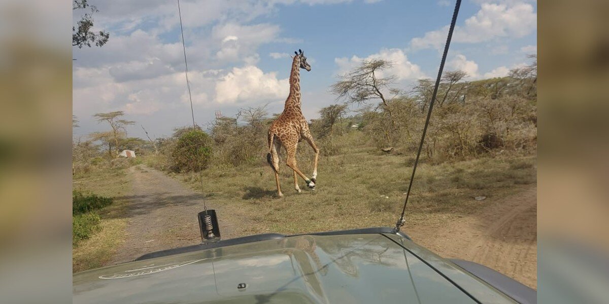 Rescuers Notice Something Off About Giraffe's Foot — Then Realize She's In Danger