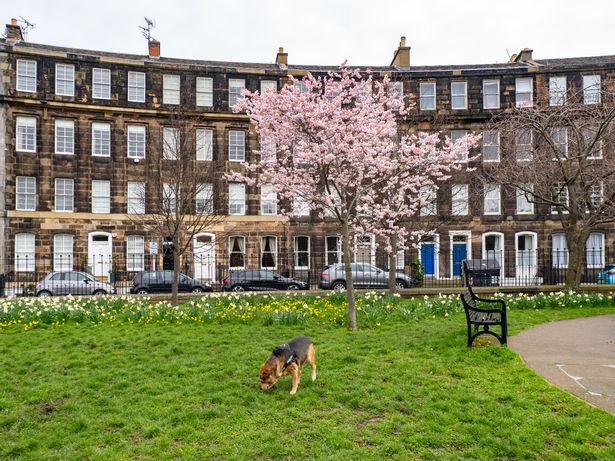 A picture of a dog in Edinburgh