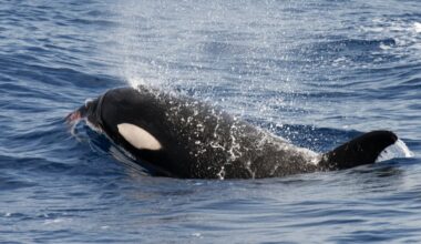 Orcas strike again off Portugal, with third boat rammed in a week - The Independent