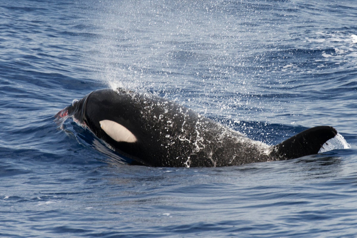 Orcas strike again off Portugal, with third boat rammed in a week - The Independent