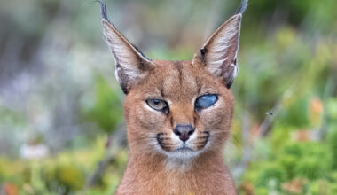 Meet Callisto, Cape Town's one-eyed caracal