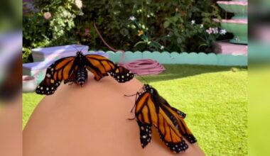 Butterflies With Broken Wings Experience 'Flying' With Some Help From A Gardner