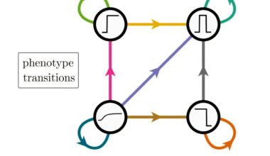 How evolution rewires gene circuits to build new patterns