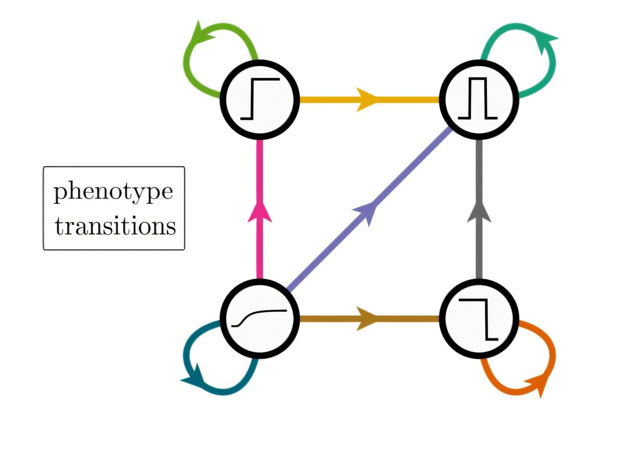 How evolution rewires gene circuits to build new patterns