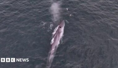 The image shows an aerial view of a fin whale surfacing in the ocean, with its back and blowhole clearly visible. A spout of water is being expelled from the blowhole, capturing the moment the whale is exhaling. The sea appears dark and slightly choppy. In front of it are two dolphins, which are approximately a fifteenth the size of the whale.