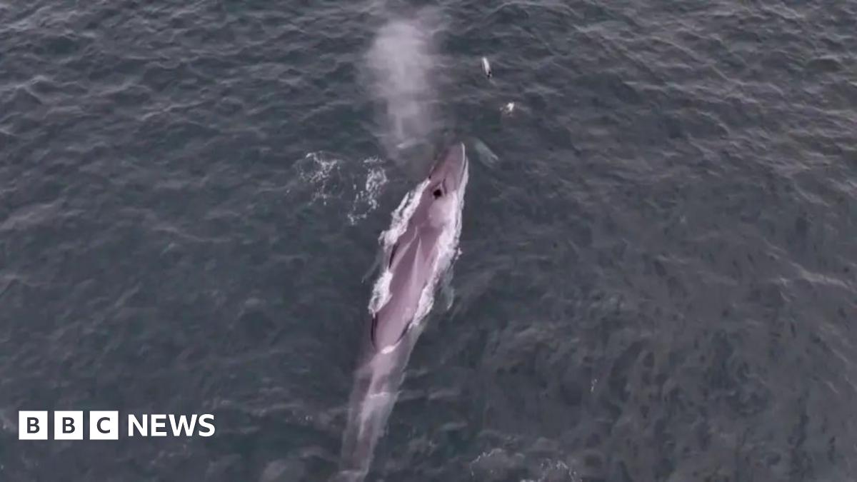 The image shows an aerial view of a fin whale surfacing in the ocean, with its back and blowhole clearly visible. A spout of water is being expelled from the blowhole, capturing the moment the whale is exhaling. The sea appears dark and slightly choppy. In front of it are two dolphins, which are approximately a fifteenth the size of the whale.
