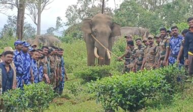 The Special Task Force of the Tamil Nadu Forest Department captured tusker Radhakrishnan in Gudalur. Photo: Special arrangement